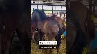 ‼️ URGENT: 56 FOALS need our help NOW! To donate to help text ASIAB to 801801 -