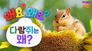 숲 속을 누비는 다람쥐! 다람쥐는 왜?ㅣ왜요? 왜요? 궁금할 만두ㅣKBS 240328 방송