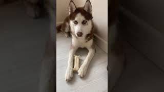 Husky and giant bone