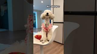누가 데려다 키우래~ ~ 누나가 평생 키울게️ 강아지는 책임감입니다! #강아지 #입양 #cutedog #귀여운강아지 #말티푸 @견생고무신-c9c