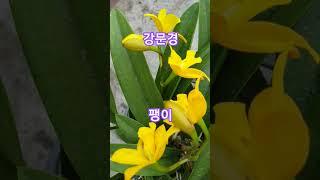 #강문경  #팽이 #현역가왕