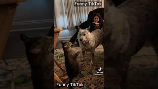 Discover the Best TikTok Compilation from April 2023 - Must See Viral Videos!