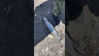 Трофейная форель,как думаете какой вес?рыбалка в Дагестане #дагестан #fishing