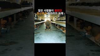 많은 사람들이 몰랐던 원산폭격 얼차려의 유래