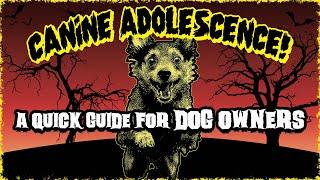 Dog Adolescence: A Quick Guide for Puppy Owners