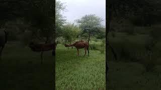 #camel_racing #camelsofdesert koobhat sweet tree one of the favourite tree of camels