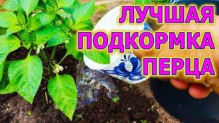 Перец вырастает с кулак после этой подкормки!  Чем подкормить сладкий перец. Выращивание перца.