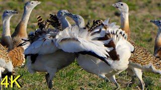 Großtrappe im März 2024 in Brandenburg  -- Great Bustard in Brandenburg/ Germany March 2024