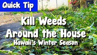 Kill Weeds Around The House