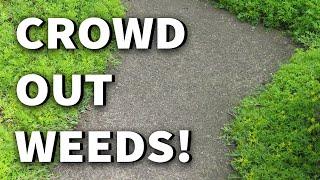 TEN Ground Covers for Weed Control +2019 May Urban Garden/Edible Landscape Tour Albopepper Walk-thru