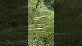 #лето, #summer, #summervibes, #nature, summerdays