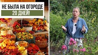 Что стало с огородом? Опять уехала и все бросила!