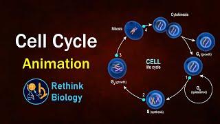 Cell cycle Animation