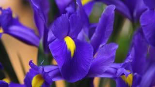 How to Plant and Grow Dutch Iris Bulbs