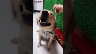 Funny and cute dog compilation 