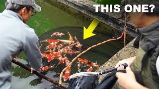 Breeders Are Selling Their Fish - Some Amazing Koi