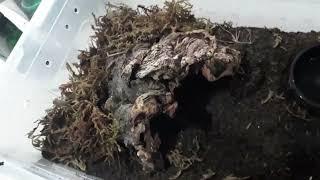 lasiodora Parahybana #video #fanggang  #tarantula #tarantulasoftheworld