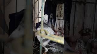 Afsan grizil racing pigeons | #Shorts