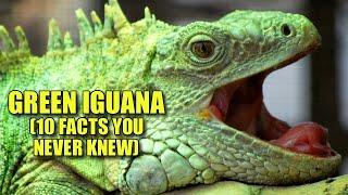 Green Iguana  (10 FACTS You NEVER KNEW)