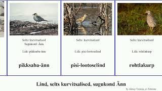 Lind, selts kurvitsalised, sugukond Änn bird krokodillilind pikksaba-änn rohtlakurp tšiili tulemaa