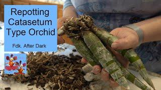 How to Repot Catasetum Type Orchid | Repot Fdk. After Dark Orchid | Get Ready for New Growing Season