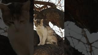 The effects of feral cats and foxes on the fragile Australian ecosystem.