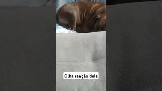 Olha a reação do filhote  #dog #dogvideos #humorpet #ninaebella