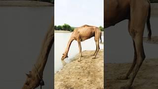 Female camel is drinking water #shorts