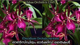 Oncidium Hybrid Orchid Varieties