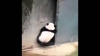 "Giggles Galore with these Pandas! "