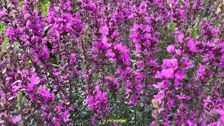 Enchanting Closeup of Lythrum virgatum 'Dropmore Purple' at the Gothenburg Botanical Garden, Sweden