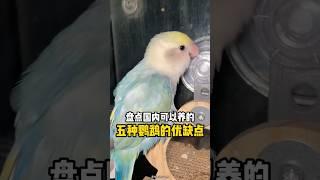 盘点国内可以养的五种鹦鹉的优缺点  #科学养宠攻略 #萌宠百科
