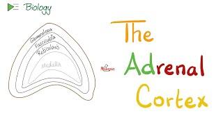 The Adrenal Cortex - Endocrine Glands - Biology & Physiology Lectures