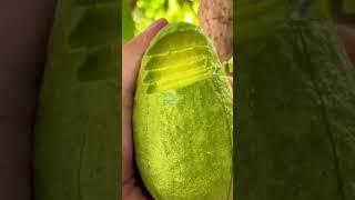 Avocado #delicious #fruit #fruitcutting #avocado #satisfying #amazing #shorts #fyp #viralvideo #fy