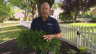 What to do in areas grass refuses to grow | Lawn tips with Pat Sullivan