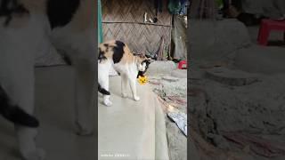 prank with my || #cat #entertainment #funnycats @atiqanikaenter10ment