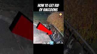 How To Get Rid Of Raccoons in My Yard DIY Solution #shorts