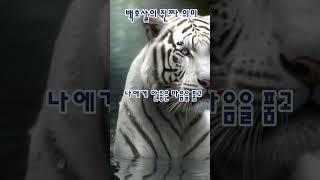 백호살 진짜 의미 #사주 #점사 #백호살