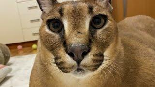 Big Floppa Had a Good Birthday Dinner : Caracal