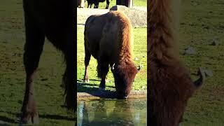 The Magnificent Bison #biso #ytshort #shortvideo #shorts