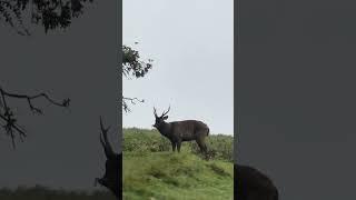Quiet moments in the wild ️#srilanka #hortonplains #wildanimals #travel #asiancountry