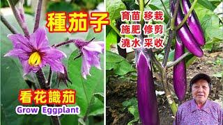 [Growing eggplant 2022] How to seedlings, transplant, fertilize, prune\Mars Hydro