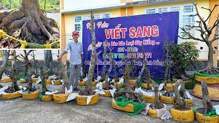 SANG MAI VÀNG ngày 12/3/2O25 (#0936767771 SANG) PHÔI MAI VÀNG, TỨ QUÝ -  @bonsai Can Tho