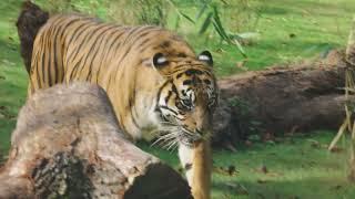 Tiger Lodge at West Midland Safari Park