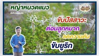 หญ้าหนวดแมว l บันทึกของแผ่นดิน อภัยภูเบศร