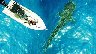 Grouper Limit and Giant WHALESHARK ENCOUNTER - Fishing With Salty