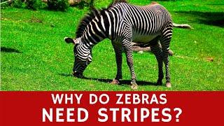 Why do Zebras Need Stripes? (Basic Animal Facts for Learners)