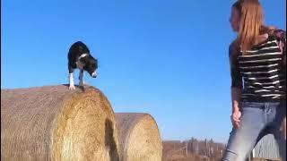 Incredible Border Collie and Blue Heeler Perform Amazing Dog Tricks & Dancing Skills #video