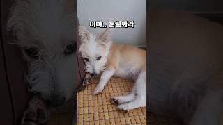 개춘기 개딸, 눈을 왜 그렇게 떠? #shorts #shortsvideo #강아지