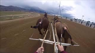 Critchlow Quarter Horses World Chariot Races Day 4